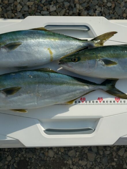 相模湾サーフ青物