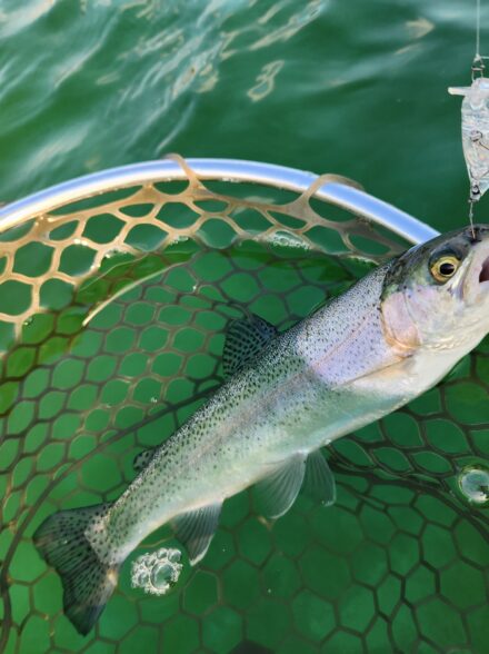 プールトラウト。正解はトップウォーター!?