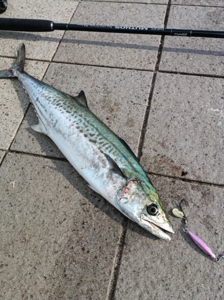 神戸方面サゴシ祭り5