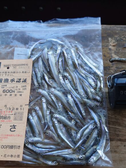 今季2回目ワカサギ釣行in山中湖