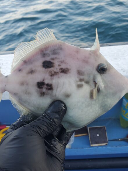 山下丸 カワハギ釣り