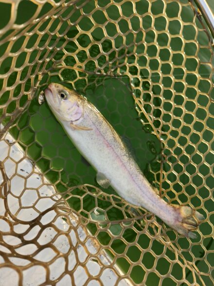 多摩湖駅前フィッシングエリアさんへプールトラウト❗