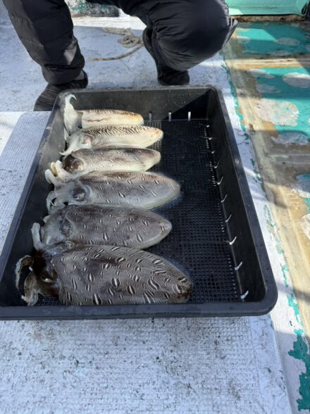 和歌山日ノ岬沖　スミイカ釣り