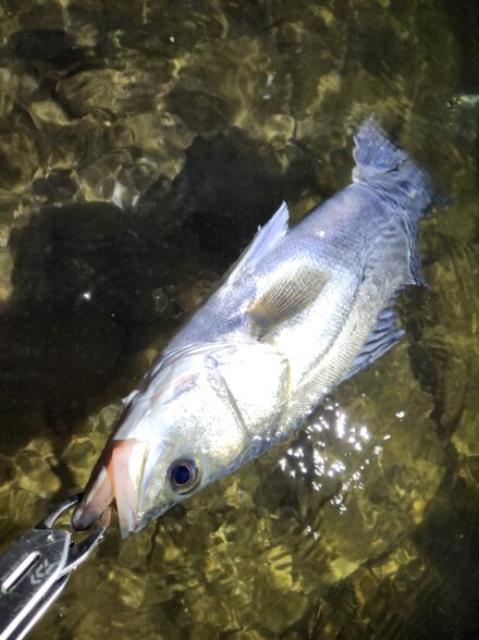 寒さしみるシーバス釣り