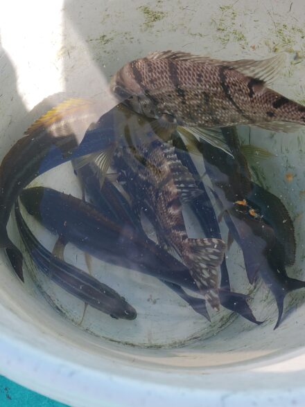 安田丸　シマアジ