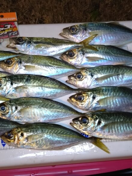 冬の東京湾ボートアジング