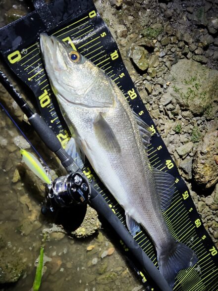 シーズン終盤？和歌山シーバス