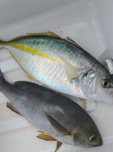 亜美丸　シマアジ