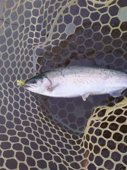 まったりエリアトラウトin裾野フィッシングパーク