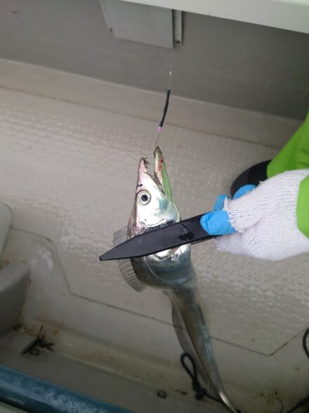 東京湾でタチウオ乱舞