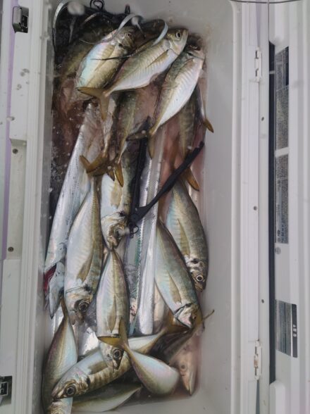 極上のアジを求めてin走水