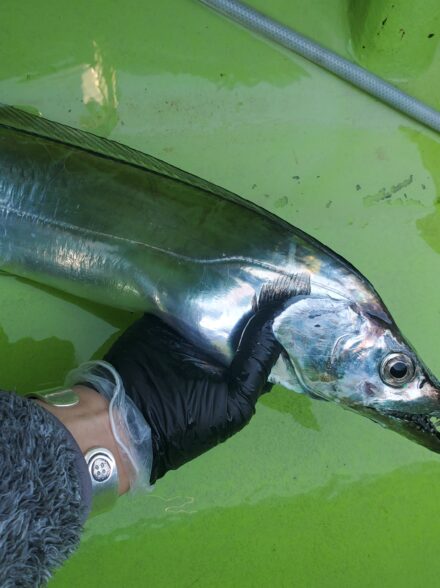 一之瀬丸　テンヤタチウオ