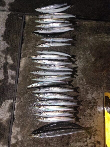 伊豆エリアでのカマスゲーム・今季９戦目