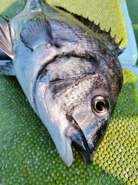 もうすぐ終了⁉️アミ五目船に行ってきました！