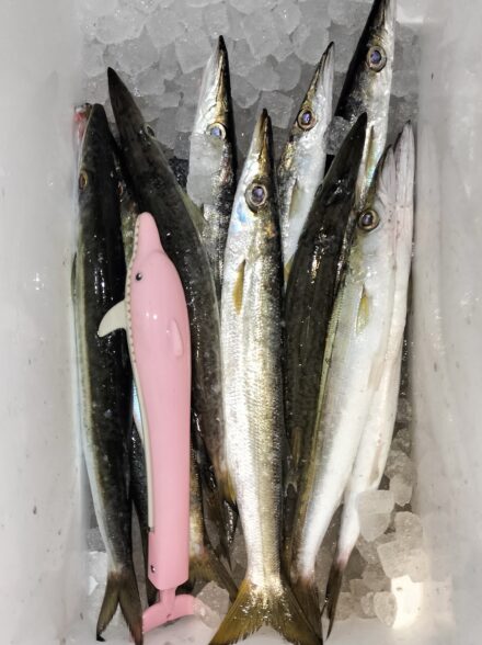 伊豆エリアでのカマスゲーム・今季10戦目