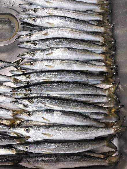 伊豆エリアでのカマスゲーム・今季11戦目は41匹の好釣果!!