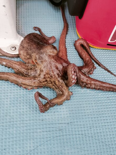 お正月用タコを釣りに行ってきました🐙✨