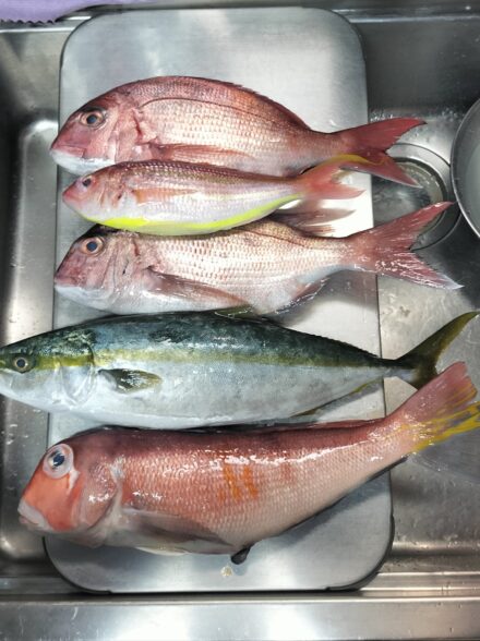 西伊豆・土肥港出船のコマセマダイ、澄み潮で悶絶！！