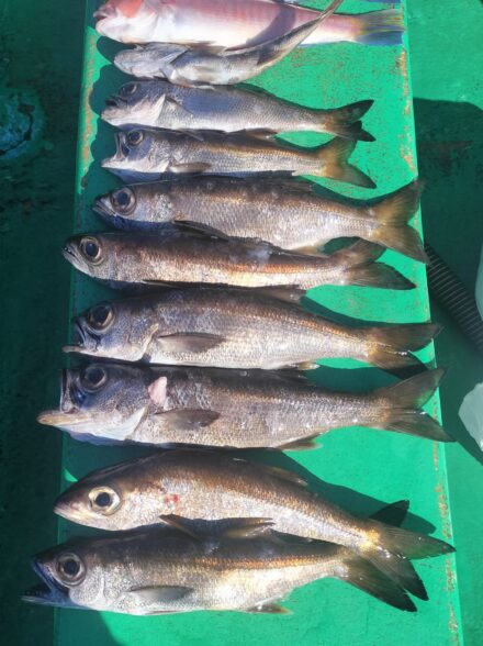 平塚出船の近場中深海でクロムツ狙い！！