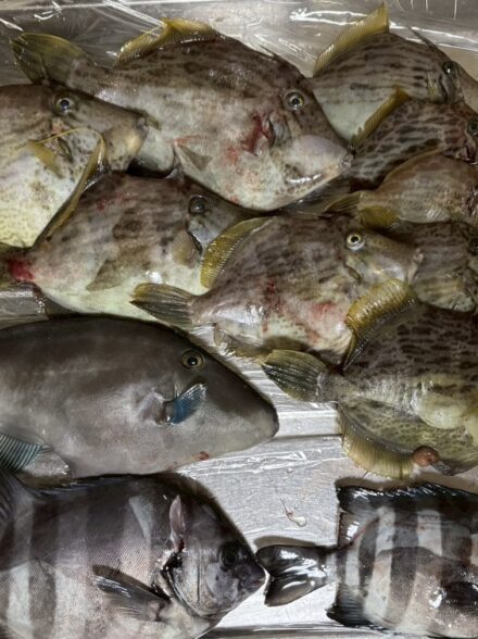 きしゅう丸さんでカワハギ