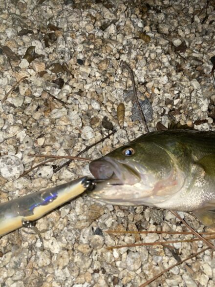 西岸ハードベイトアタック②