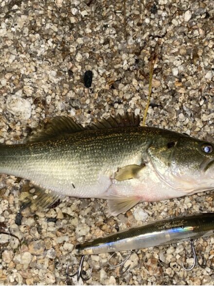 寒波襲来!ハードベイトアタック!