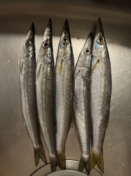 伊豆方面のカマス釣行！