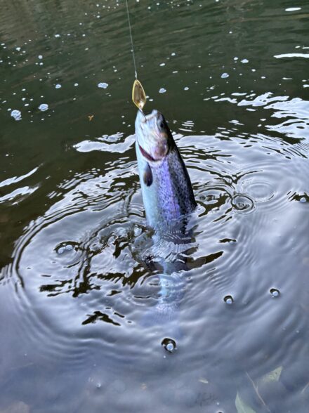 初のエリアに！INミッドクリーク！