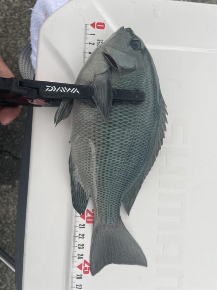 福井遠投カゴ釣り