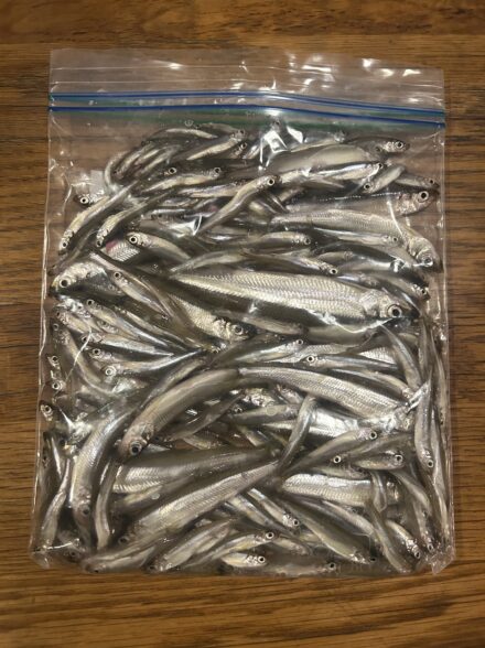 山中湖でワカサギ釣り