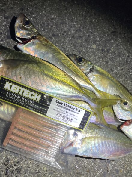 淡路島でアジ釣り