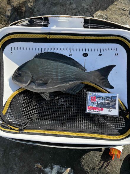 和歌山 市江崎磯釣り