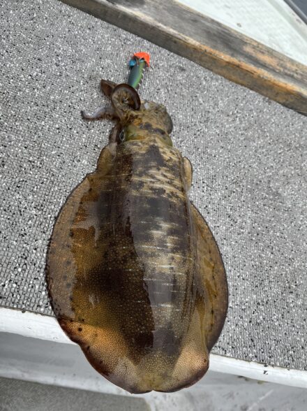 志摩!一華丸さんでティップランエギング!