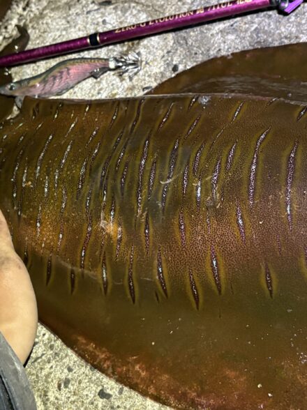 モンスター煽リン降臨!