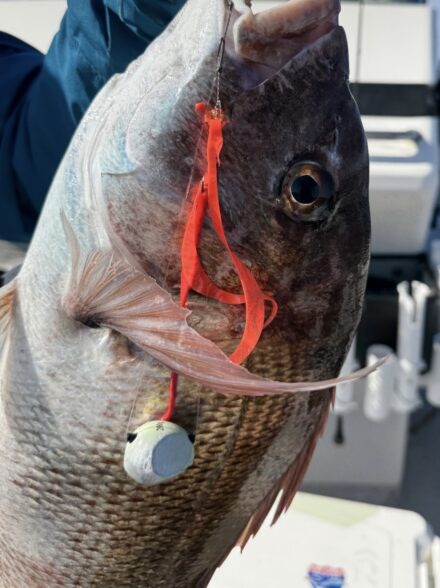 舞鶴でタイラバ！