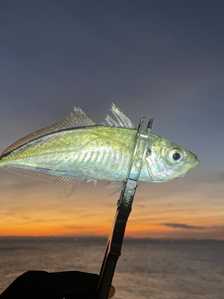 仕事終わりからアジングへ