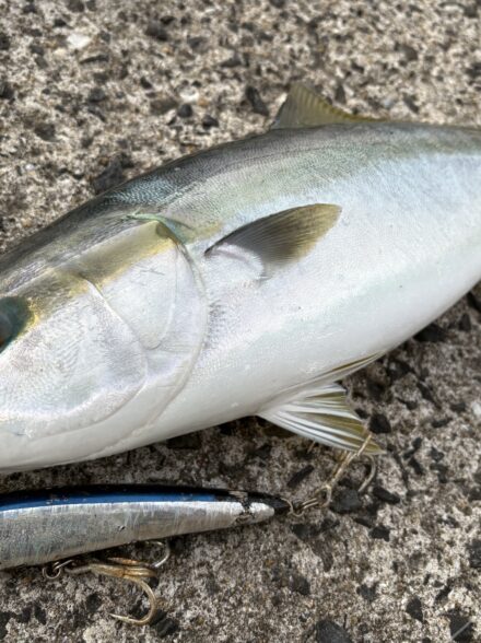 五島列島再び!ブリ族祭り!