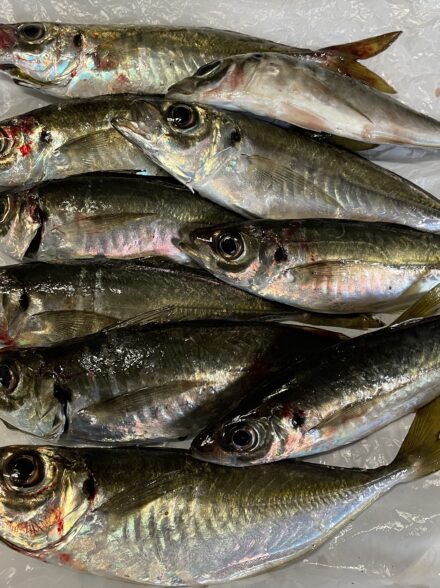 2025年最後のアジング