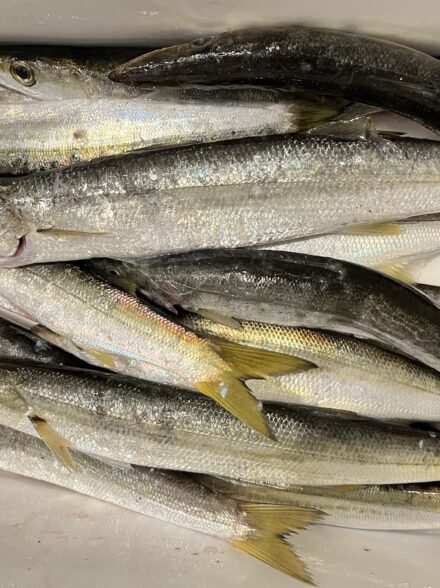 今年はカマスの当たり年！？