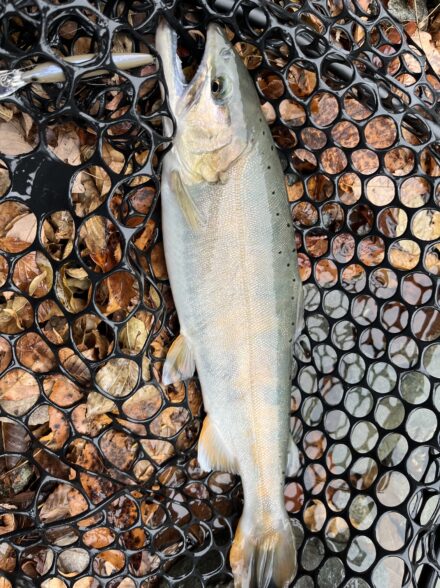 今季初エリアトラウト