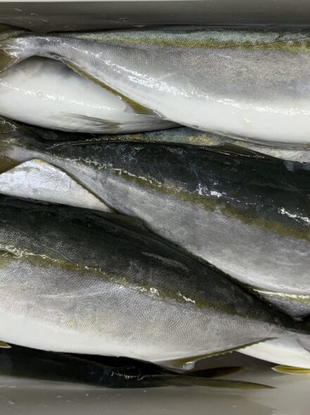 鳴門海峡でノマセ釣行