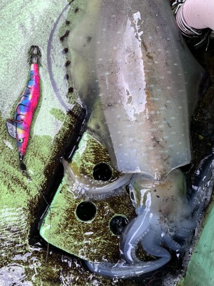 相模湾アオリイカに初挑戦✨