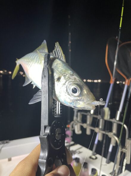 ボートアジング　秋の陣