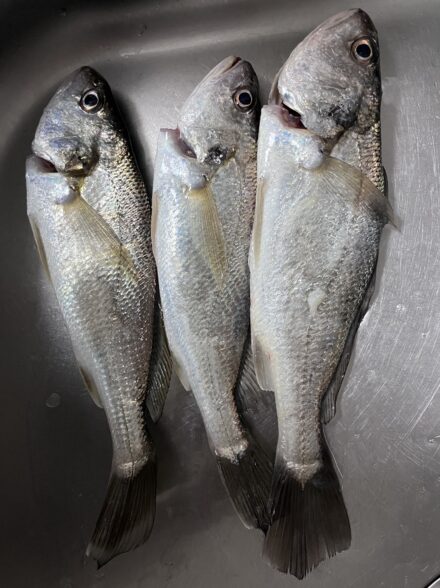 黒川丸イシモチ釣り大会✨