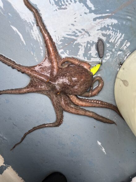 冬⛄️マダコに挑戦！！