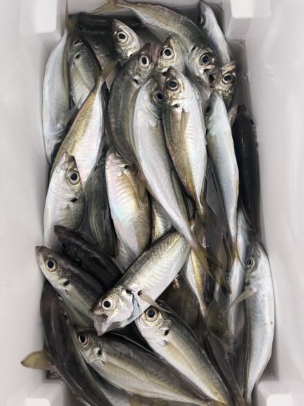 釣り納め〜ライトアジ✨