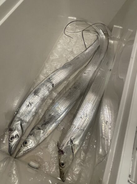 三邦丸さんにて初タチウオテンヤ🎣