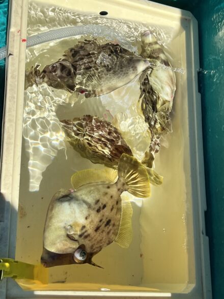 船カワハギ-かるも丸