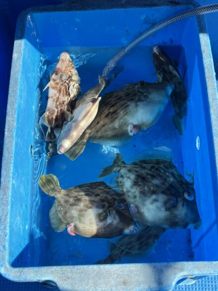 岬丸の船カワハギ