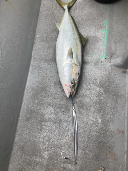 紀北のジギング&クログチ釣り!